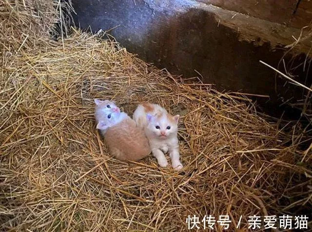 猫妈带俩娃偷盗被抓，身上又没钱，男子：留下2只小猫抵债吧！