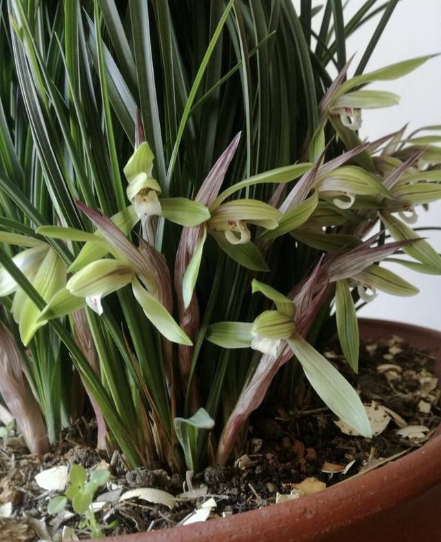 散射光照|家里兰花“只长叶子、不开花”做了这2步,直冒花箭