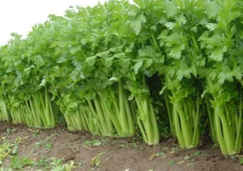 钙质|黑豆易引发骨质疏松?医生提醒:2绿1白“偷钙”食物,尽量少吃