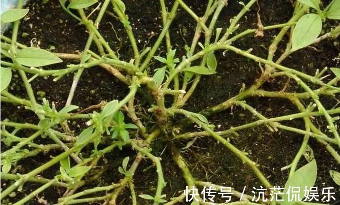 春天|9月给天竺葵剪个短发，过冬前就能窜叶子，明年春天开成大花球！