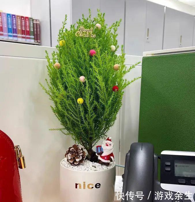 3种“小盆景”能香几十年,客厅养一盆,小巧高雅,富贵不俗