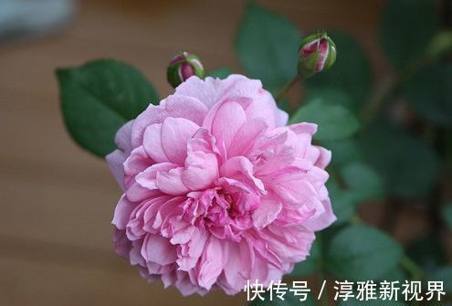 苏蕾|喜欢牡丹,不如养“高档玫瑰”修女伊丽莎白,色彩粉红,极为养眼