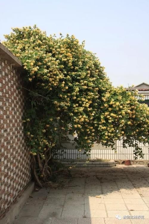 花墙|4种“爬藤花”,容易成花墙,种在阳台院子里太好看了!