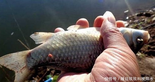 初夏钓鲫鱼，用对饵料找对钓位，爆护可以有