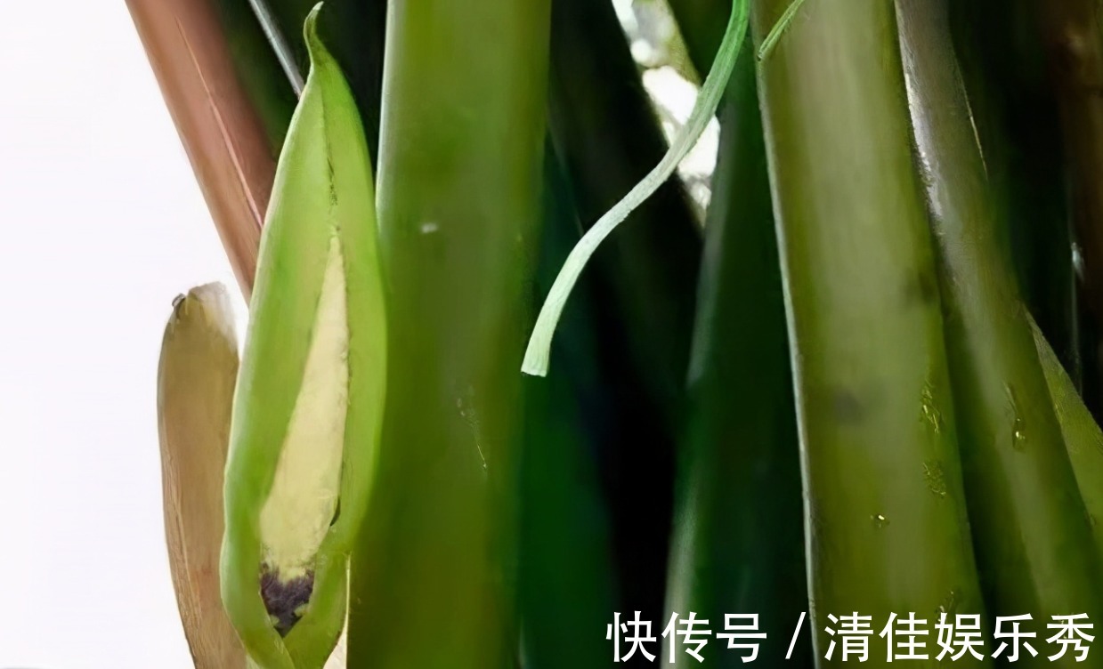 金钱树|4种树,花开富贵“好兆头”,难得一见,看看你家有吗?