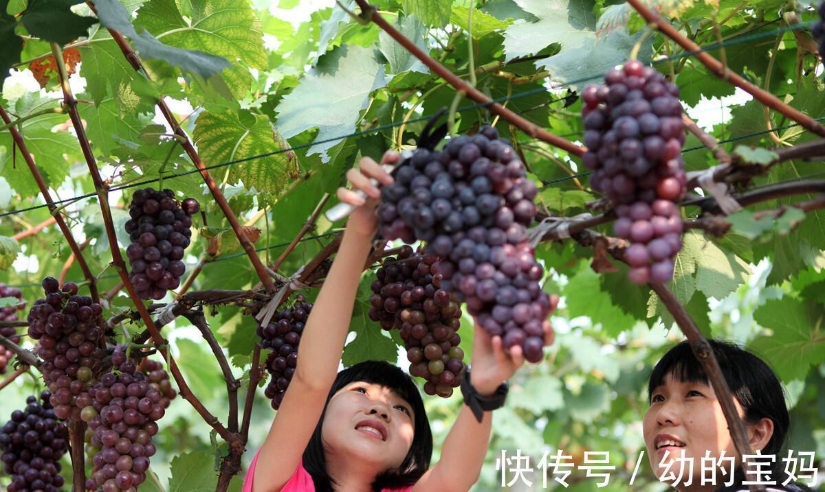 富硒|孕妇吃葡萄的好处很多,但是不合理搭配或会影响胎儿健康