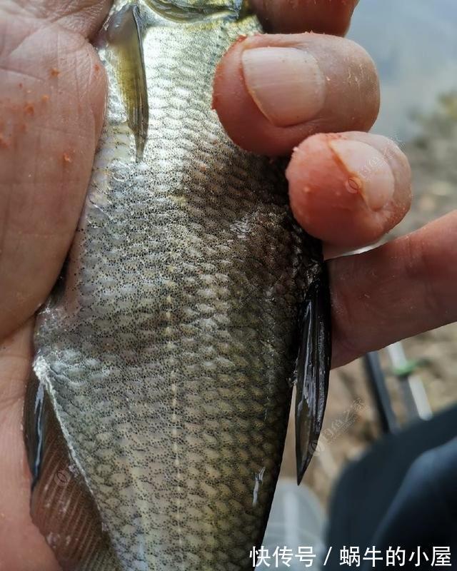 时节|秋季钓鲫鱼与天气的关系浅析