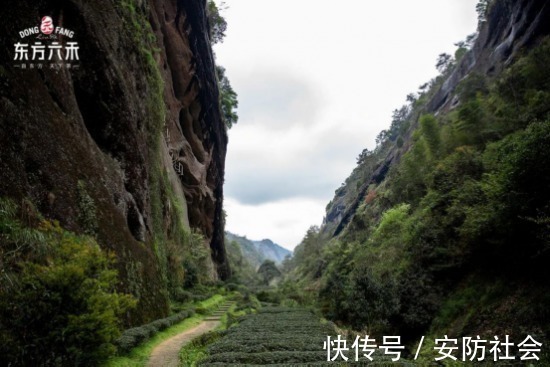 楹联|东方六禾武夷岩茶山场说：天然茶仓慧苑坑的“八百名丛”