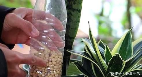 鸡蛋|花盆埋上“几粒它”，比鸡蛋壳、橘子皮强百倍养花一年不用施肥