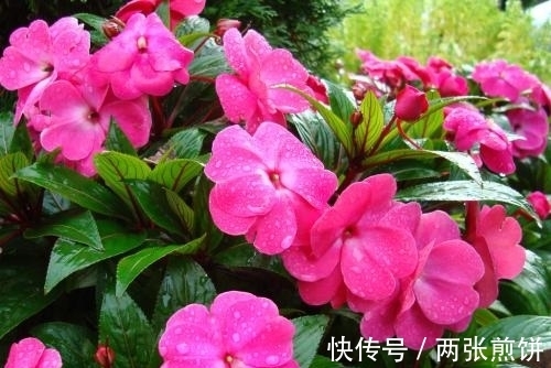 栽种|俗称“指甲花”,能染指甲能防蛇,却是“蛇蝎美人”,栽种要小心