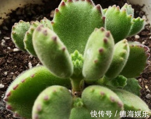 熊童子养了2年也“不见长”,平时肯定舍不得给“它”浇水施肥