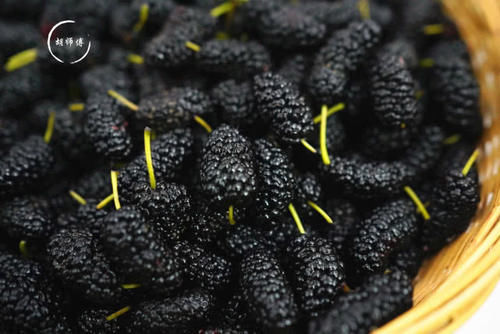 自动|58岁果农说:洗桑葚时,放盐只对了一半,加点它,虫卵自动跑出来