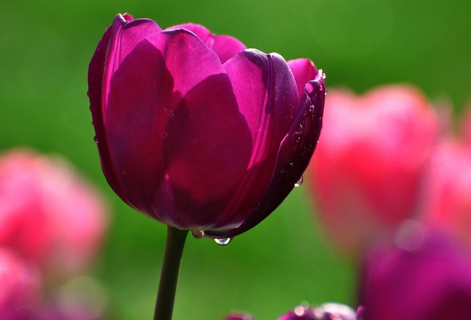 此花所代表的是富贵和高雅,是寓意爱情美满的花,花苞是最美的