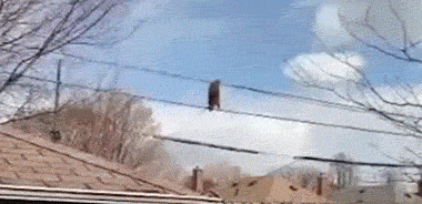 |搞笑GIF:不愧是兄弟两个,连摔跤都是这么同步,好可爱!