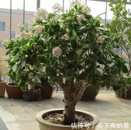 植物|养花杀手的臭毛病,怪不得养啥都死