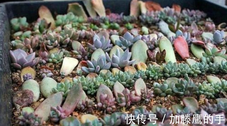 单头肉肉很难看,学会4个方法,变成多头群生,出来状态超美