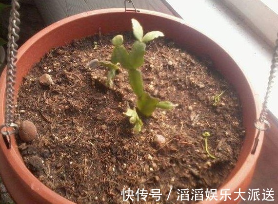 扦插|还花什么钱买蟹爪兰，用上养花高手的方法，不花一毛钱就能养出来