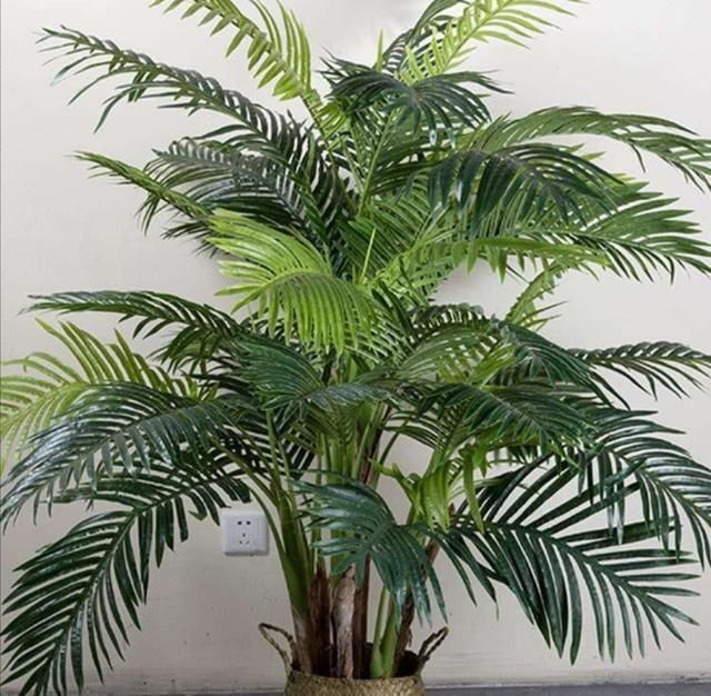 黄叶|适合客厅养的6种植物,姿态优美,美观大方,寓意又美好