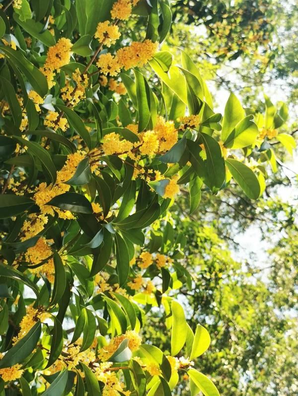 上海植物园|等啊等，上海的桂花终于开了！