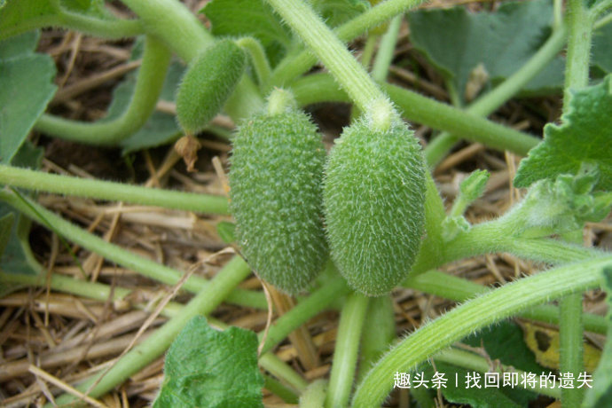 养生|深山农村人喜爱的3种野菜,不仅味道鲜美,用来养生也不错!