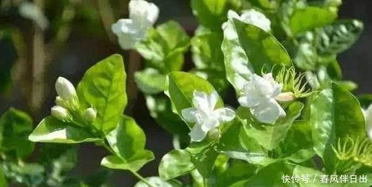 5种开花机器,越晒花越多,阳台有一盆满屋都飘香