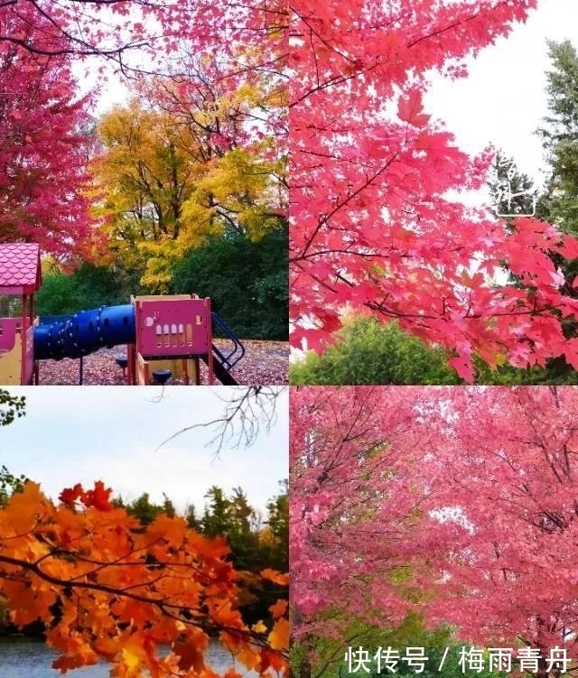 爱上多肉:何须浅碧轻红,自是花中一流!