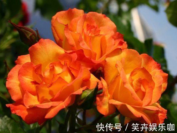 “精品月季”宠爱小姐,金蕊红衣,美轮美奂,可以说是养花首选