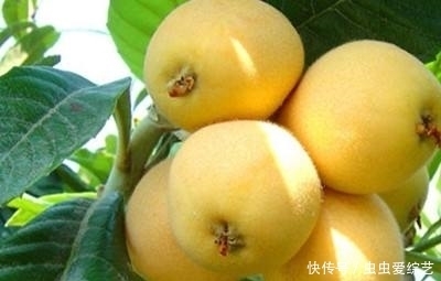 蒸梨|嘴唇老爱干裂起皮？聪明人这样做，可轻松解决，不用唇膏也水嫩