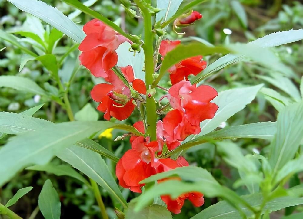  惊艳|这几种花都是“一年生”，虽然花期有限，但开花时绝对惊艳众人