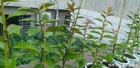 3种“便宜花”这样养一养,一年变“老桩”,开花千朵还“镇宅”