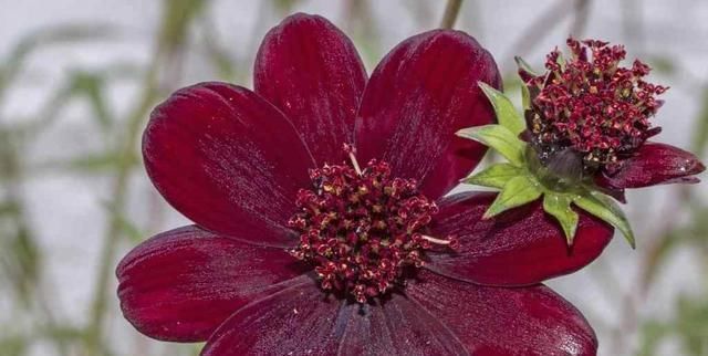 波斯菊|据说,这是世界上“最稀有”的10种花,赶紧瞧瞧也没有你认识的