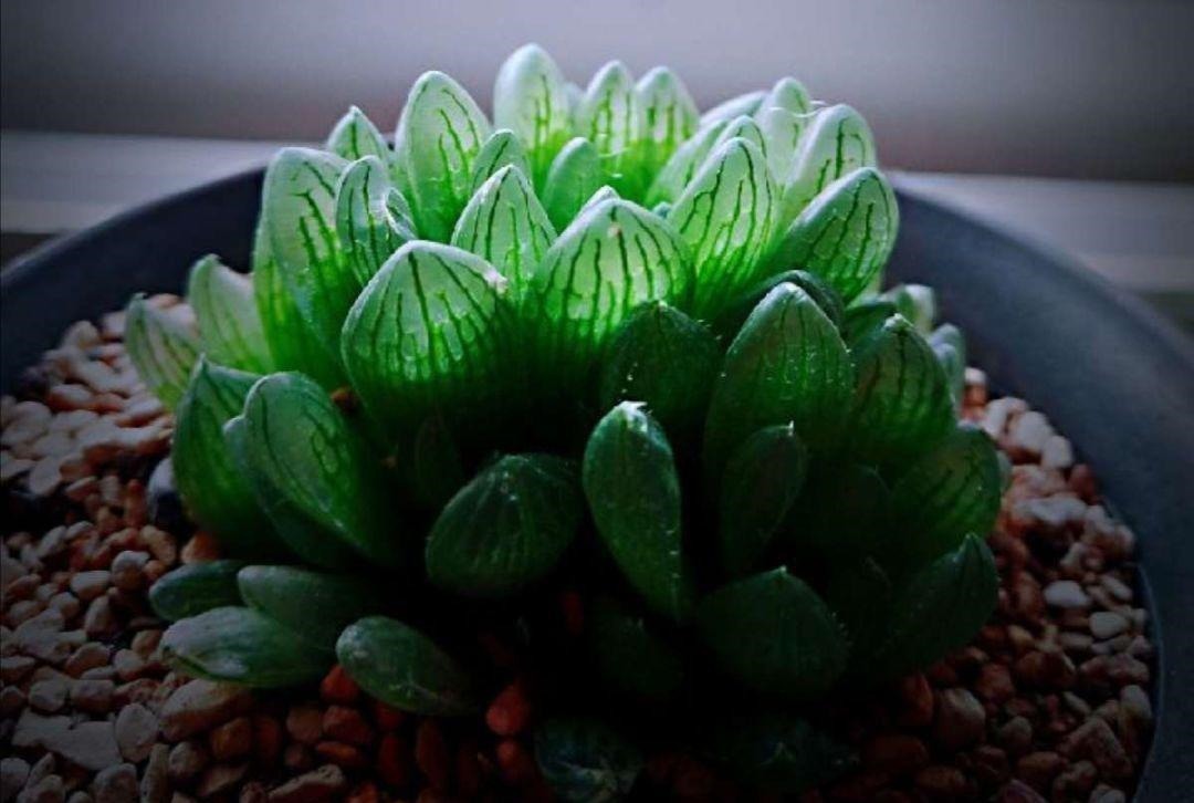 4种多肉最适合懒人养,叶子厚实难徒长,养到就是赚到!