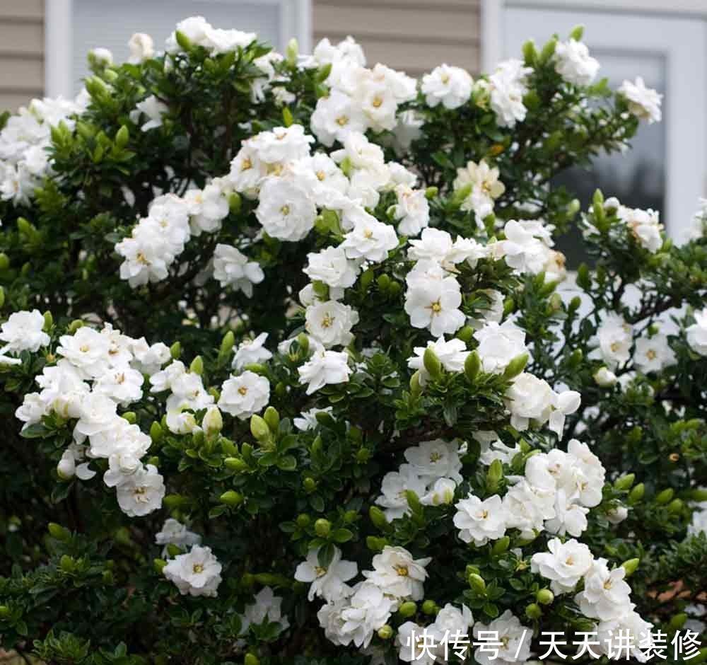 侧芽|5种花，夏天要“狠修剪”，剪的越多，花枝越多，好度夏