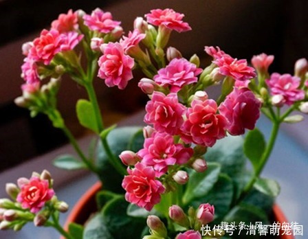 家养长寿花总是不开花学会这三个小技巧,轻松花开爆满盆