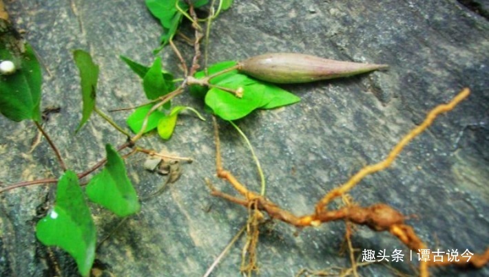 白首乌|农村1种野草,不要忽视,人称“白首乌”,今86元一斤