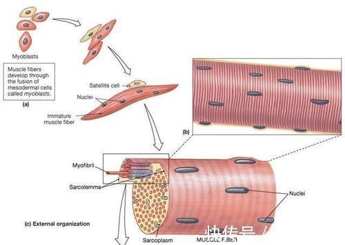 肌肉|为什么撸铁这类锻炼才能有效增肌?增肌的原理是什么?