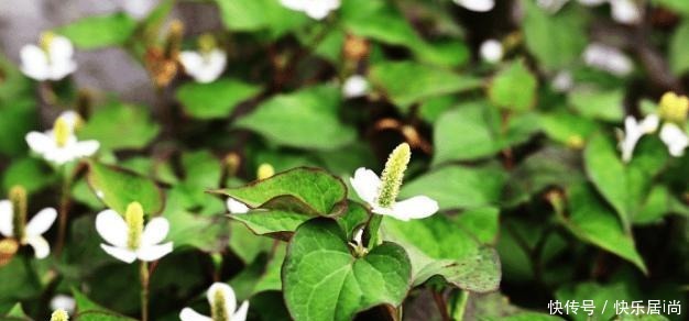 这野菜和豆腐是绝配，才2块钱一斤，补钙质，孩子长个头