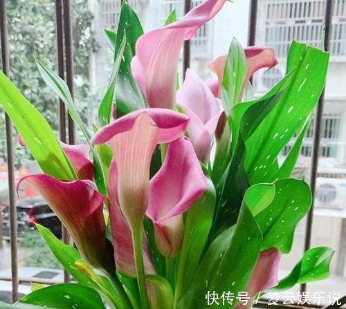 家里就养这四种花,一年四季香满屋,全年开花不停,芳香四溢