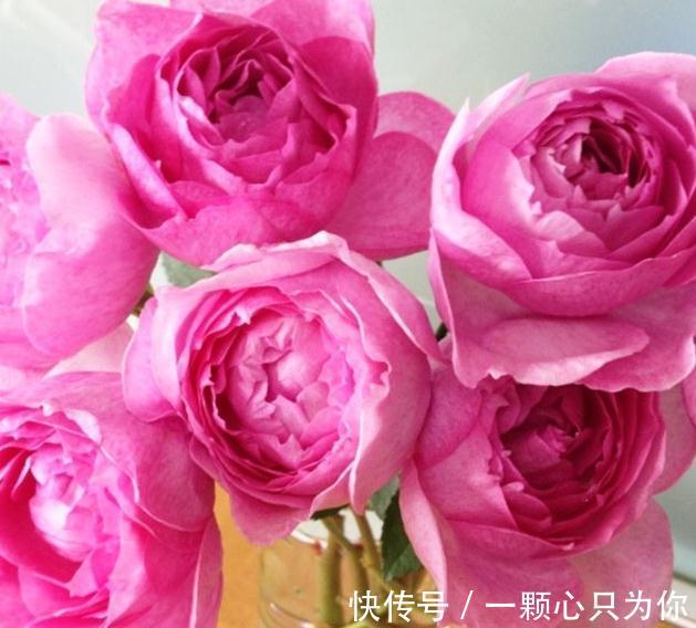 有香味的月季才有灵魂,优秀的浓香月季品种推荐