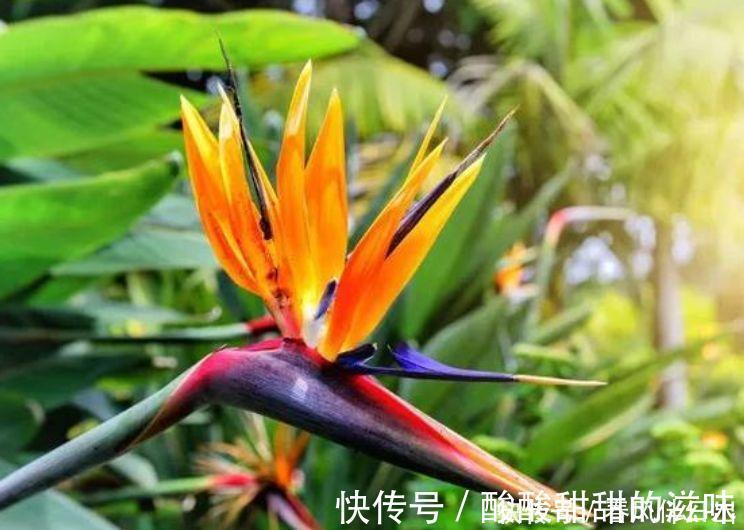 爆盆|4种花养了就爆盆，好养又漂亮，沾土就活，家里养一盆，事业兴旺