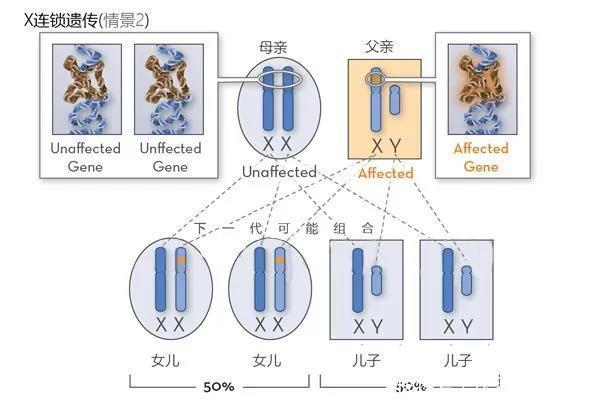 试管婴儿|红绿色盲携带者，可以做三代试管婴儿避免遗传吗？