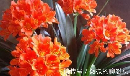 如何延长君子兰的花期，教你6招小技巧，花期多一倍，很实用