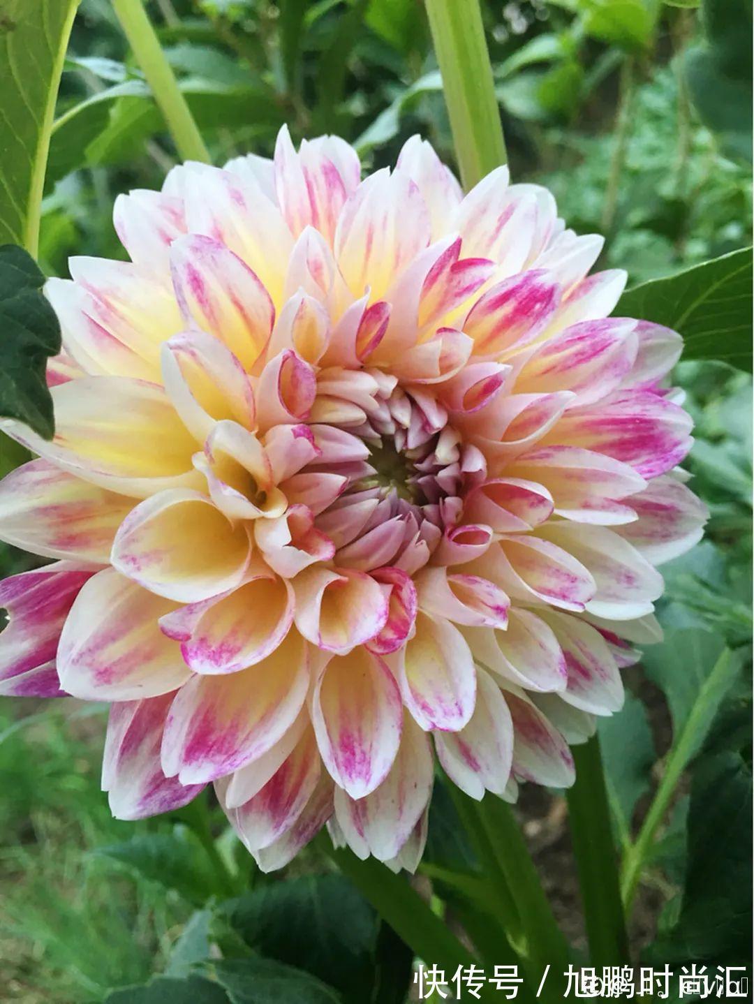 30种夏天花，热不死、晒不死，大半年都开花，还没病虫害