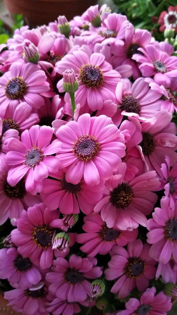 新手就养此几种花卉，花色繁多易“爆盆”，管理不费心不费事