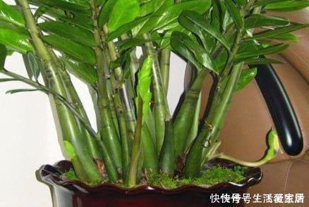 养花不如养树，这三种树放在客厅既招财又上档次，好看又实用