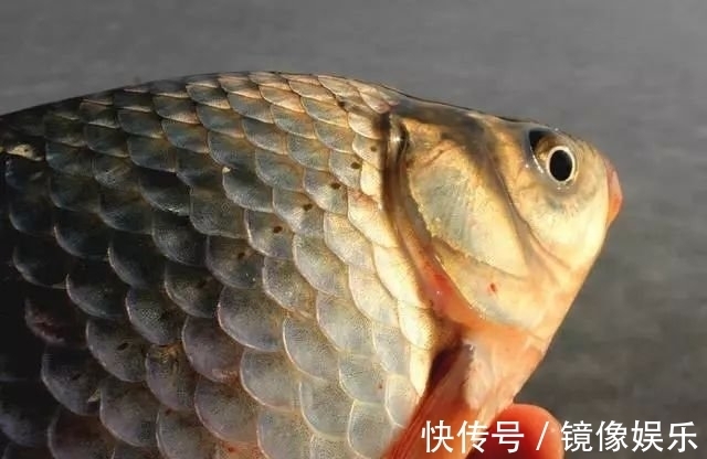 晚秋钓鲫鱼，别再用酒米打窝了，这几种窝料效果比酒米好太多了