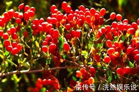 子宫|女性养生,多吃的食物,排出湿气,健胃消食,预防子宫早衰