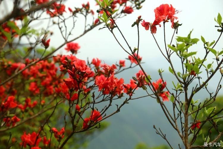 杜鹃花开芬芳自来。