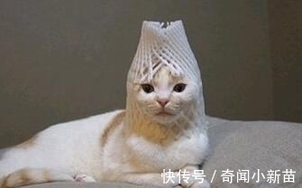 唐老鸭|8个“没什么卵用”但可以“涨姿势”的冷知识