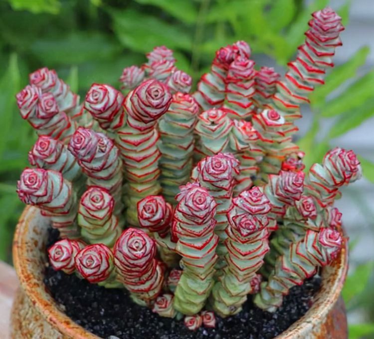 4种寓意美好的多肉,好养好看又吉祥,对待新手很友好